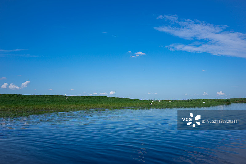 扎龙，湿地，蓝天，白云，夏季，丹顶鹤图片素材
