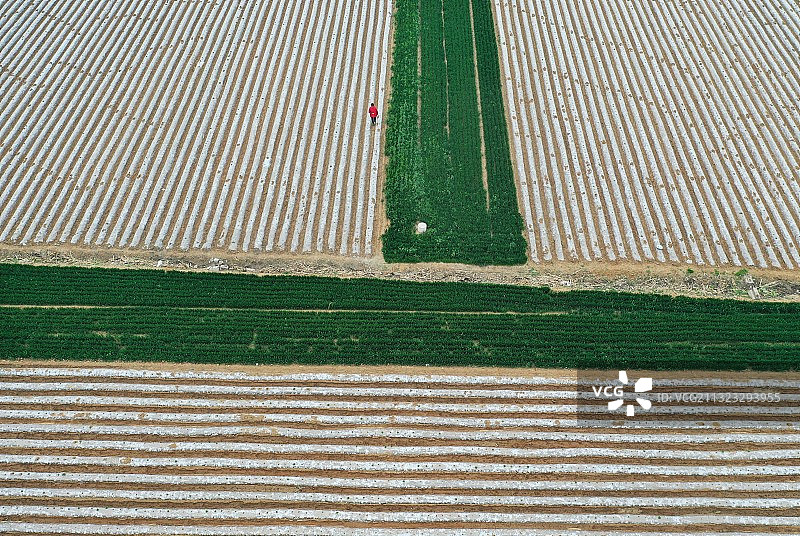 希望的田野图片素材