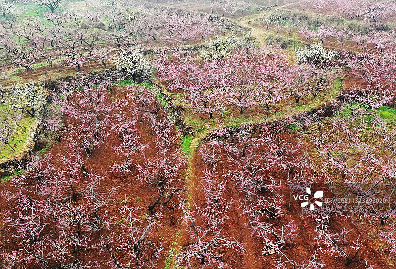桃花灼灼图片素材