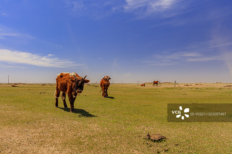 草原，牛。图片素材