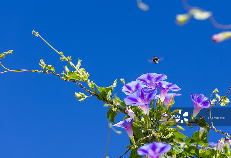 牵牛花与马蜂图片素材