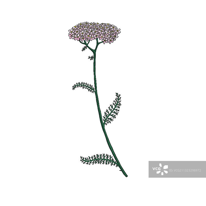 蓍草花手绘图片素材