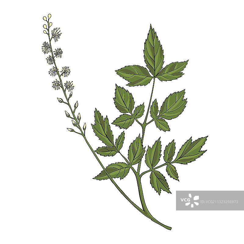 升麻花绘画图片素材