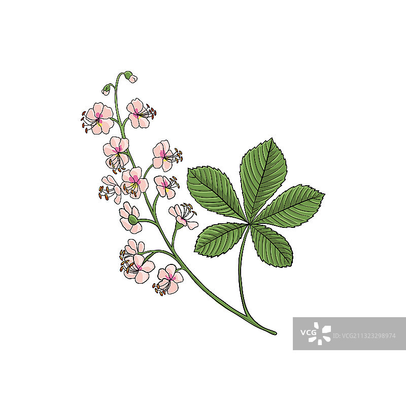 马栗树植物图案图片素材