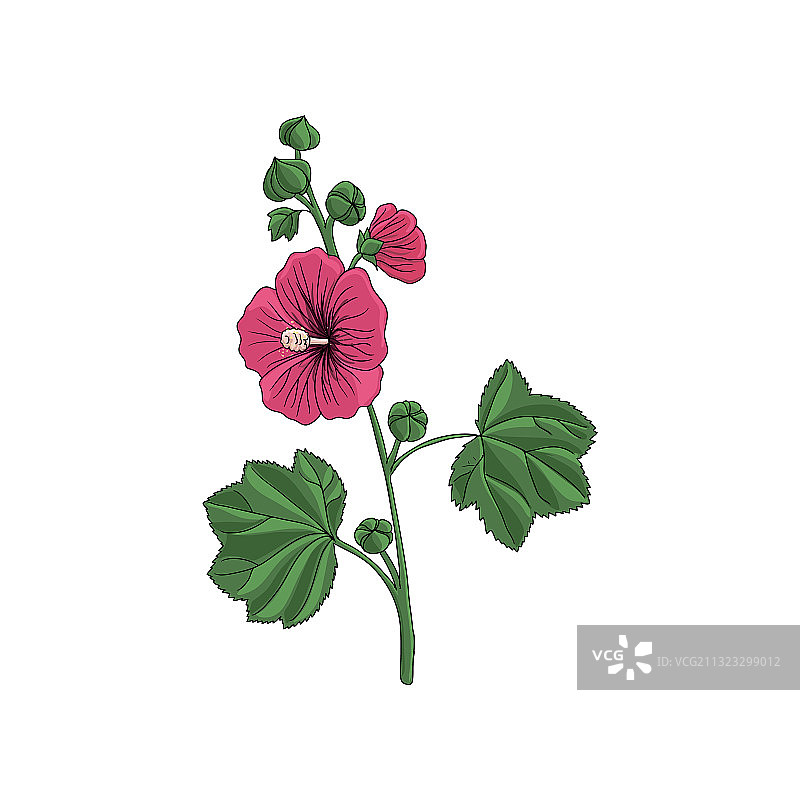 蜀葵植物绘画图片素材