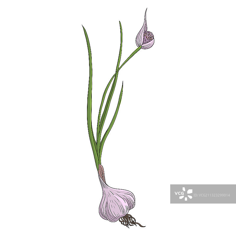 大蒜植物绘画图片素材