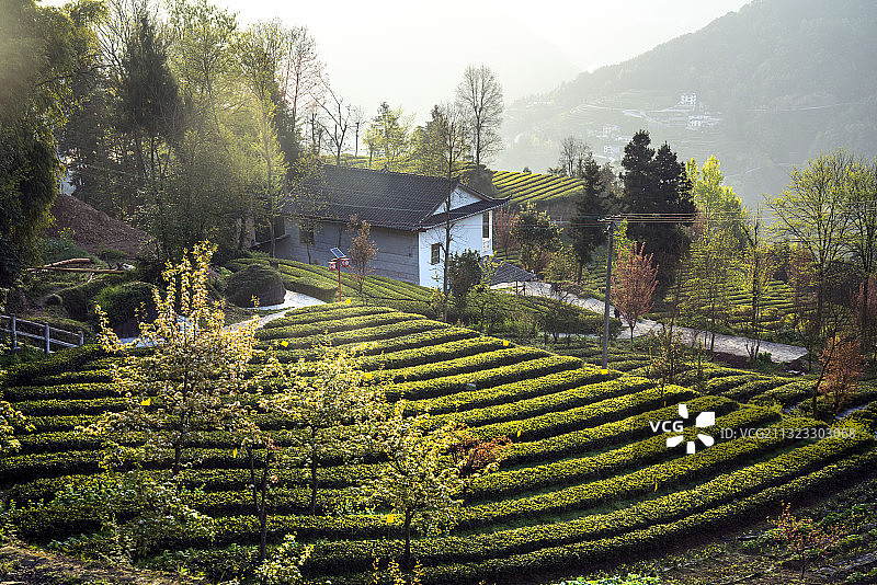 湖北恩施花枝山恩施玉露茶叶基地，茶山日出茶园如画图片素材