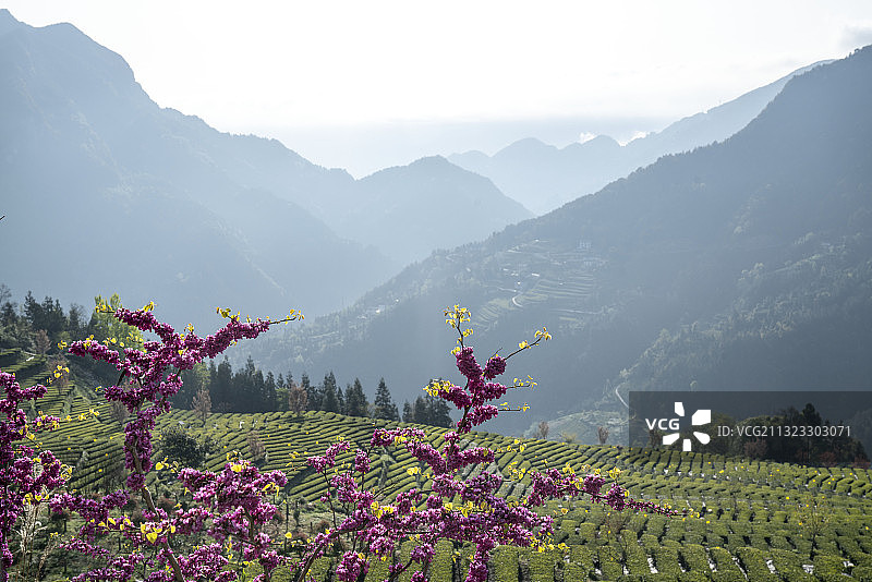 湖北恩施花枝山恩施玉露茶叶基地，茶山日出茶园如画图片素材