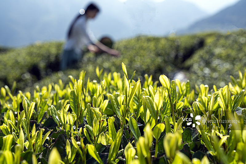 湖北恩施花枝山恩施玉露茶叶基地，茶山日出茶园如画图片素材