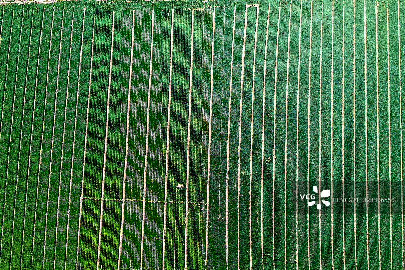 春天的田野-麦田-花田图片素材