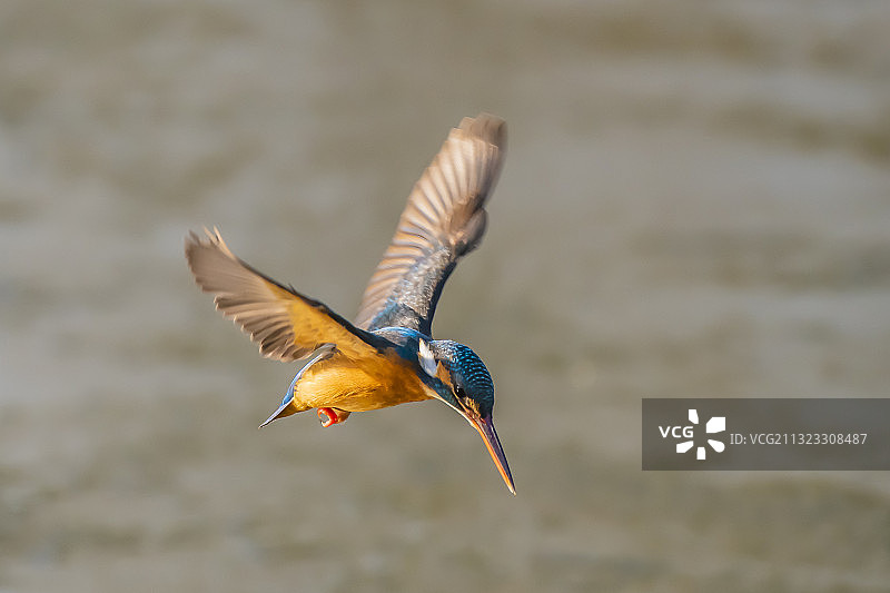 俯冲 - 翠鸟图片素材