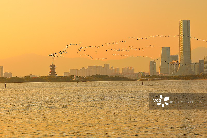 鸬鹚飞跃杏林阁 | 园博苑图片素材