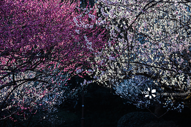 灵峰赏梅图片素材