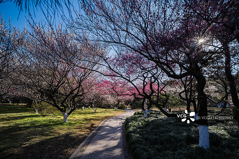 灵峰赏梅图片素材