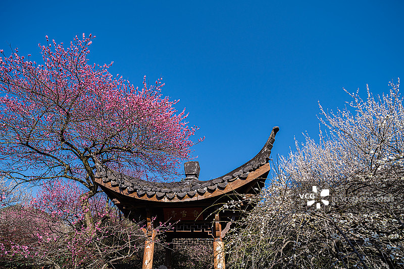 灵峰赏梅图片素材