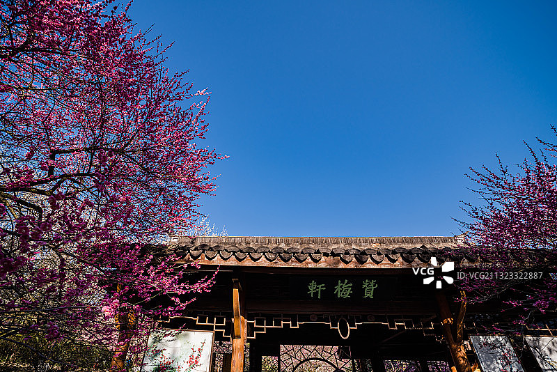 灵峰赏梅图片素材