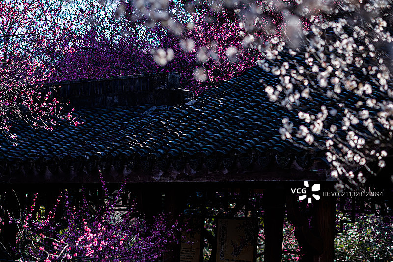 灵峰赏梅图片素材