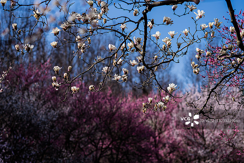 灵峰赏梅图片素材