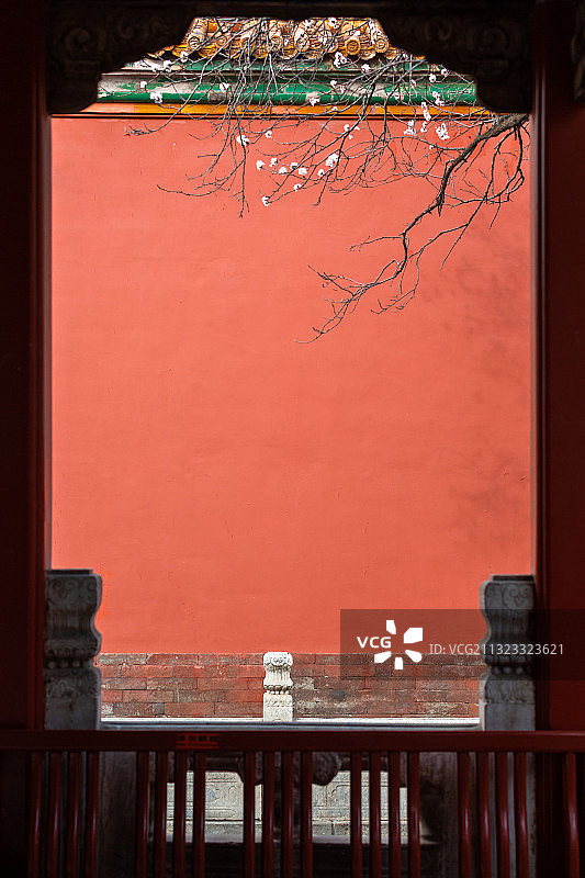 故宫杏花图片素材