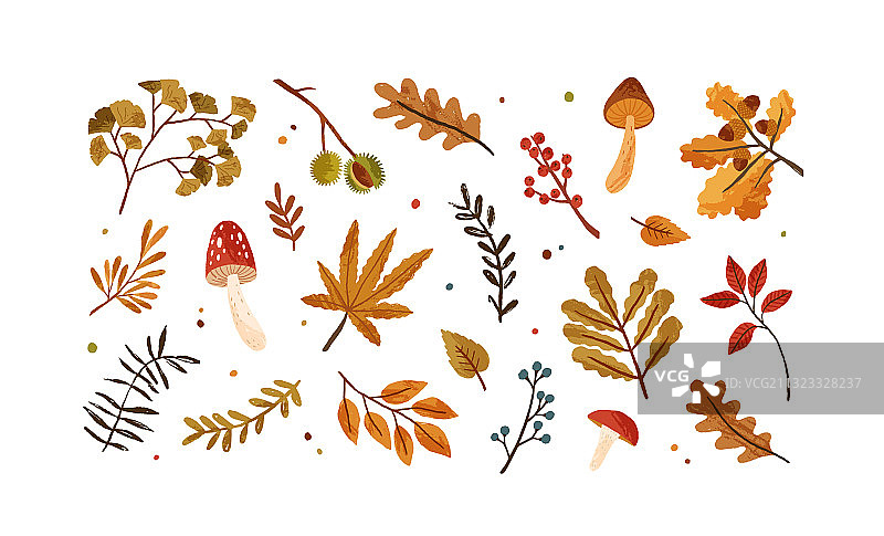 秋季干树叶、浆果和蘑菇组合图片素材