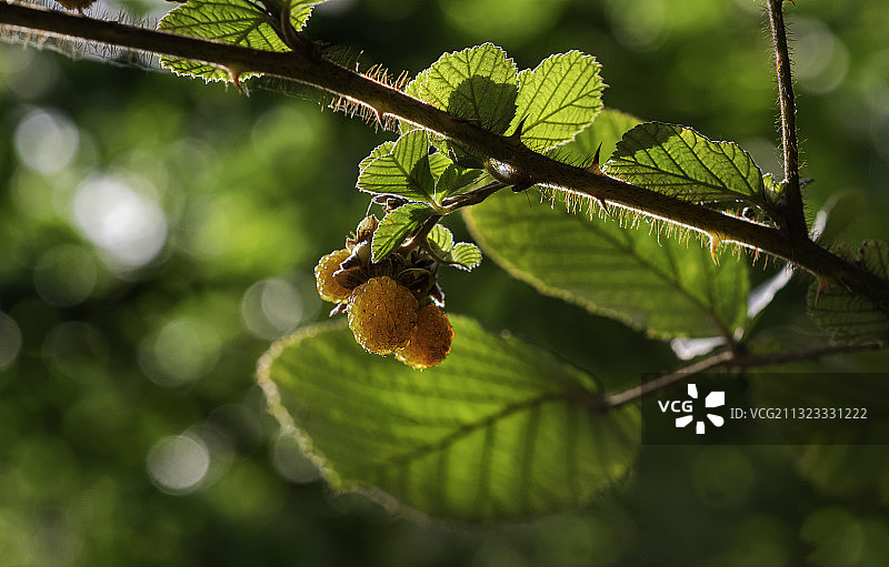 树莓图片素材