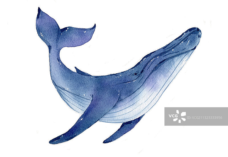 手绘水彩动物海洋生物须鲸座头鲸素材元素插画图片素材