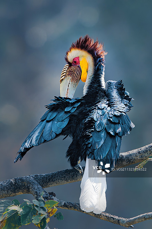 花冠皱盔犀鸟梳理羽毛图片素材