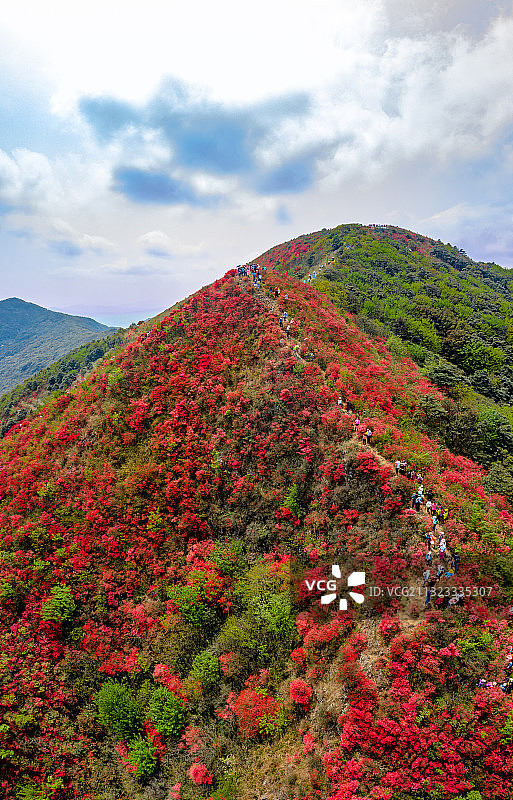 中国广州市从化区通天蜡烛杜鹃花图片素材