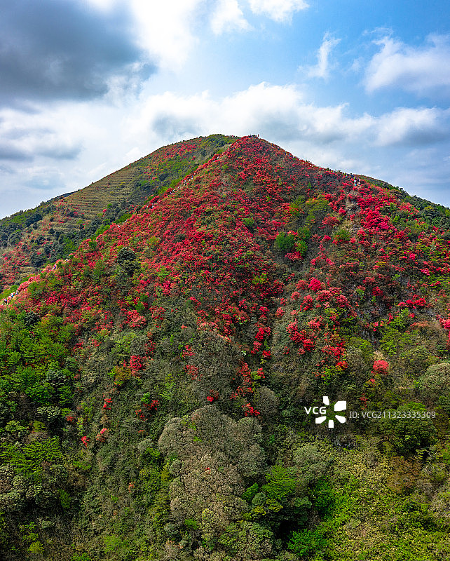 中国广州市从化区通天蜡烛杜鹃花图片素材