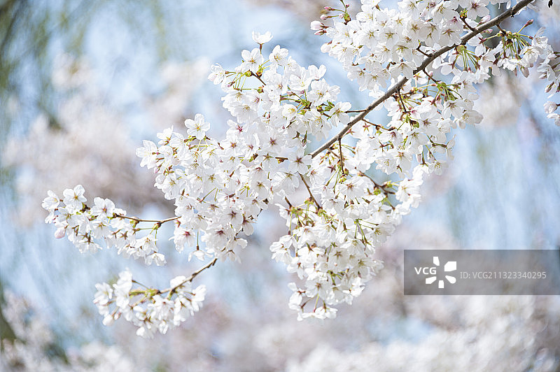 玄武湖白色樱花图片素材