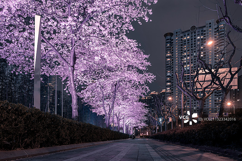 上海市浦东新区陆家嘴金融城人行道旁夜晚灯光照亮樱花盛开图片素材