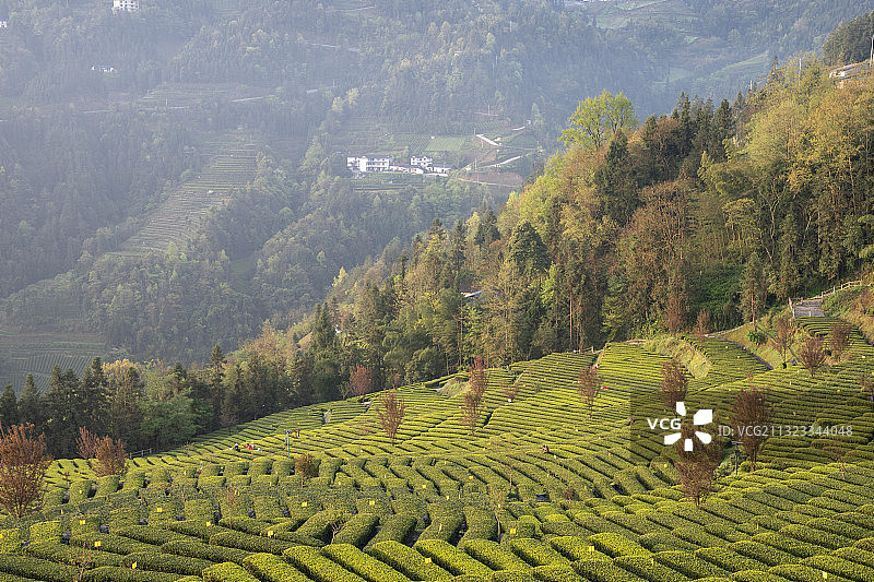恩施玉露花枝山茶园基地新茶飘香图片素材