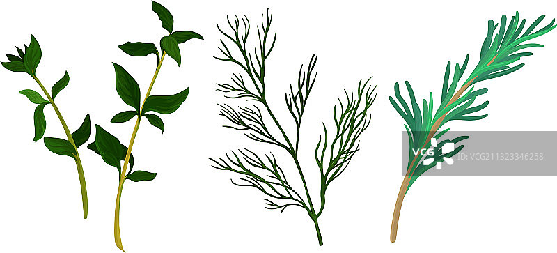 作为厨房香草的迷迭香和莳萝细枝图片素材