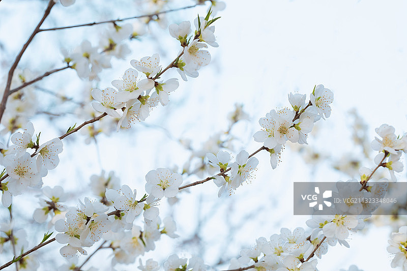 白色,桃花,清新,开花的,自然美图片素材
