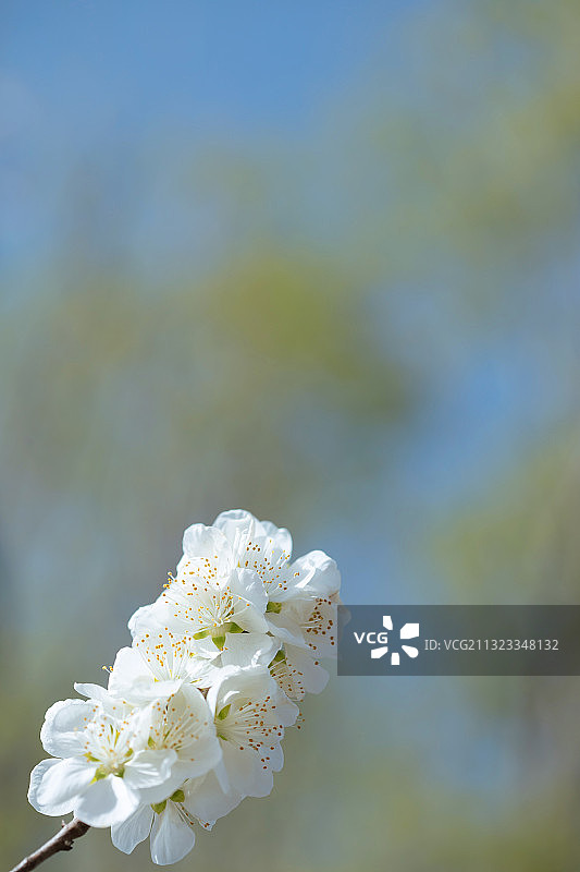 白色,桃花,清新,开花的,自然美图片素材