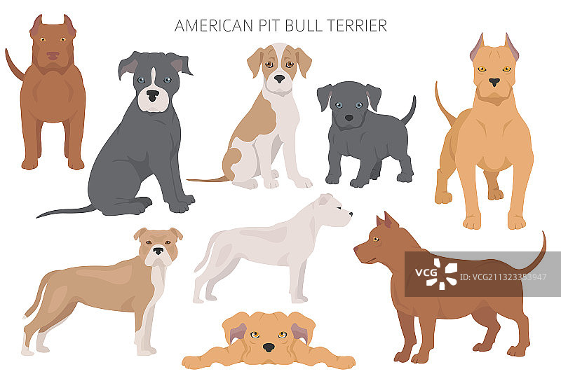 美国比特斗牛犬彩色套装图片素材