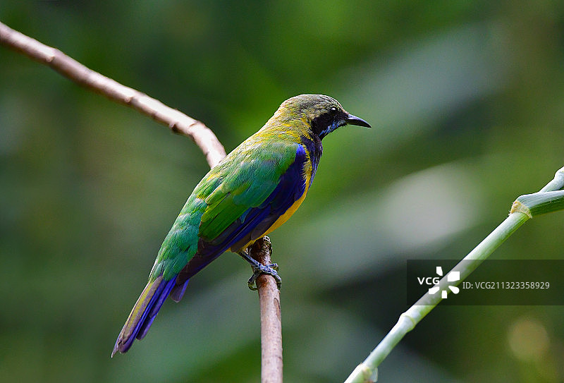 沉思中的橙腹叶鹎图片素材