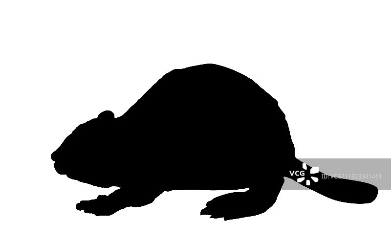 孤立的海狸轮廓图片素材
