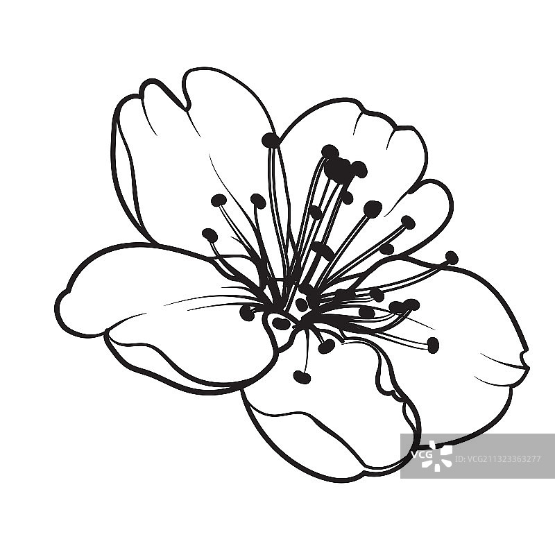 手绘设计元素樱花图片素材