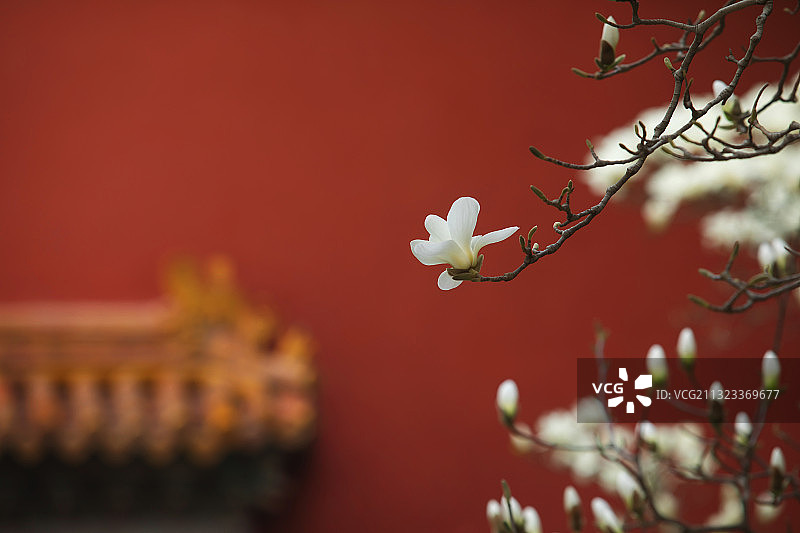 白玉兰,红墙,春天,中国风图片素材
