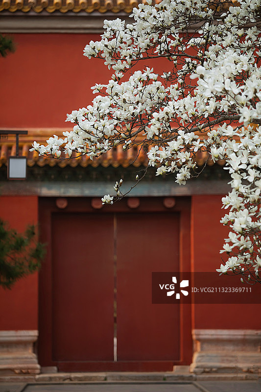 白玉兰,红墙,春天,鲜花盛开图片素材