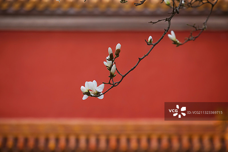 红墙,白玉兰,柔和,女性特质图片素材