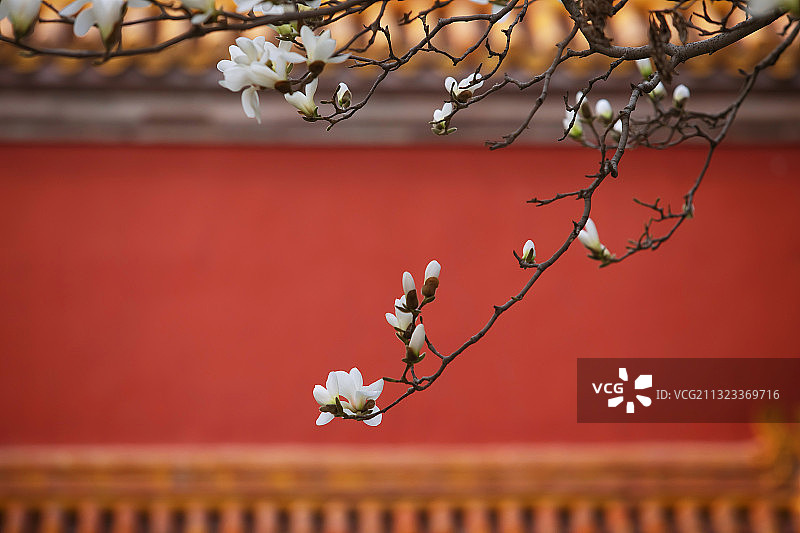 红墙,白玉兰,柔和,女性特质图片素材