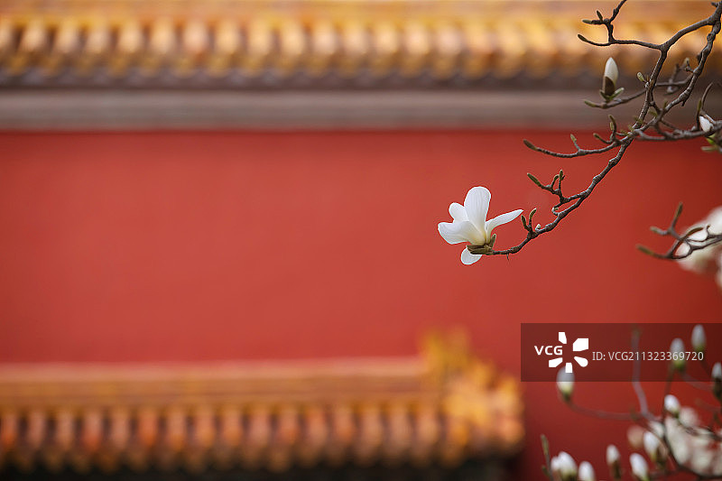 红墙,白玉兰,柔和,女性特质图片素材