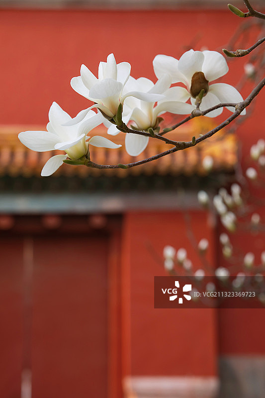 红墙,白玉兰,优美,女性特质图片素材