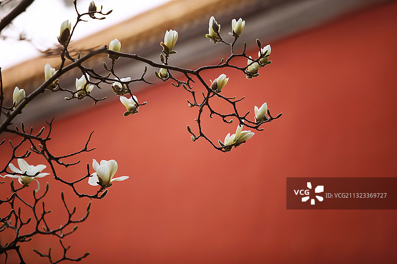 白玉兰,红墙,春天,花蕾,生长图片素材