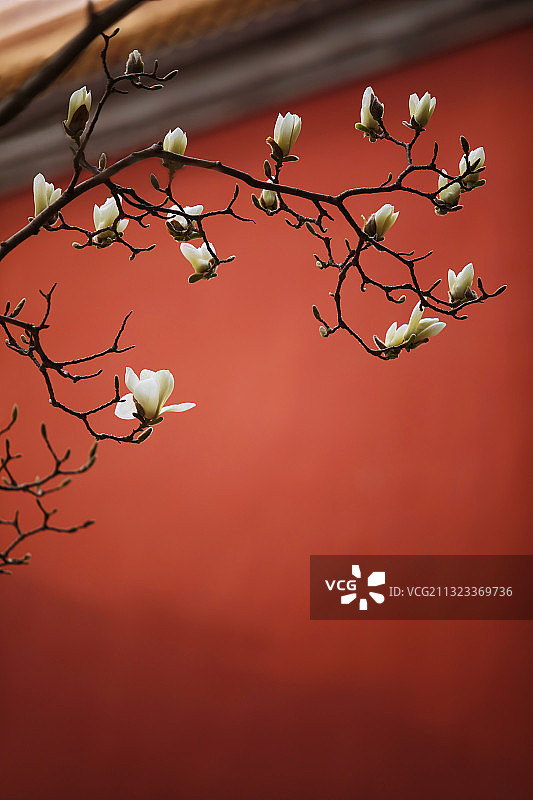 白玉兰,红墙,春天,花蕾,生长图片素材