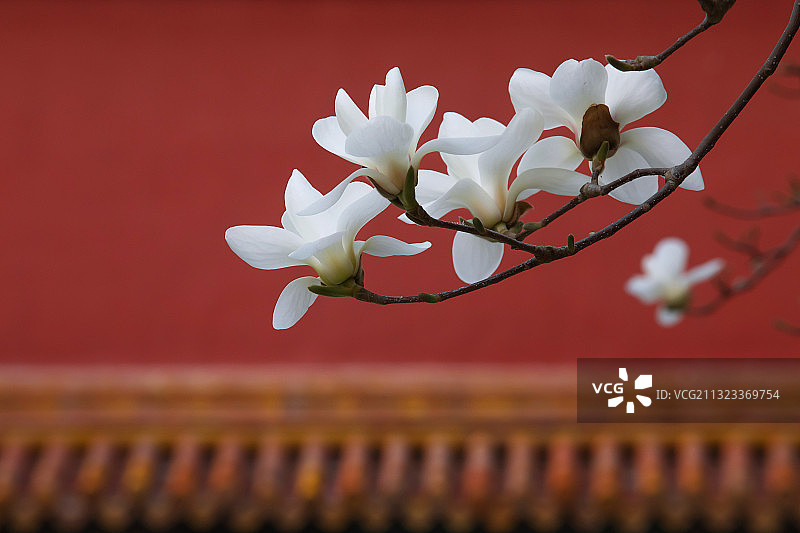 红墙,白玉兰,优美,女性特质图片素材