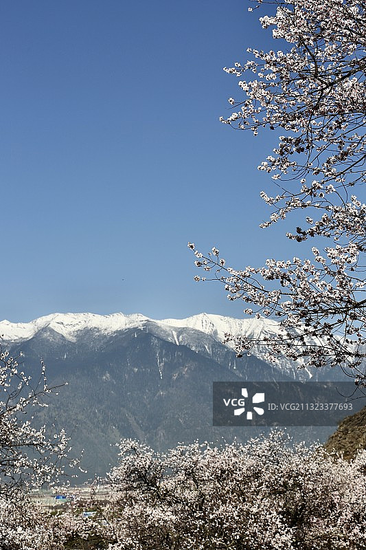 三生三世十里桃花 -西藏林芝图片素材