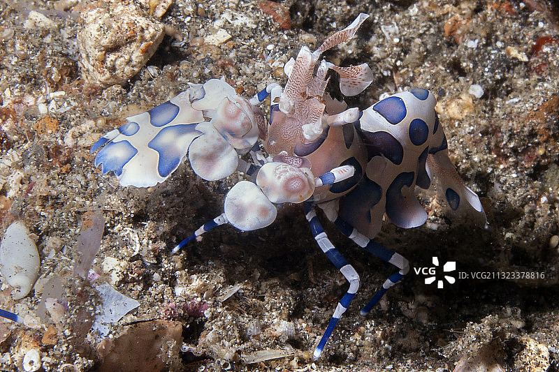 丑角虾图片素材